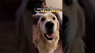 it was an accident  #goldenretriever #pets #dogsofinstagram #dog #puppy #dogoftheday #dogbreed