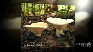Lactarius resimus - fungi kingdom