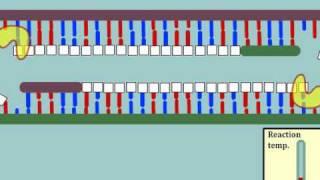 Intro to Polymerase Chain Reaction (PCR) - Multi-Lingual Captions