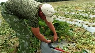 Стоит-ли обрезать листья клубники . мое мнение.