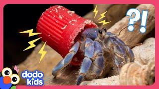 Why Are These Hermit Crabs Living In Trash? | For The Love Of The Wild | Dodo Kids