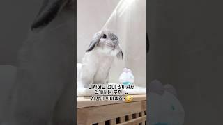 화내는 법을 처음 배우고 계속 써먹는 토끼에게 기절초풍하는 집사ㅠ