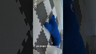 #웃긴영상 #웃긴강아지 #강아지일상 #강아지 #포메 #웃긴영상 #분리불안교육 #강아지교육 #강아지분리불안 #분리불안 #애견영상 #puppy #포메라니안성격