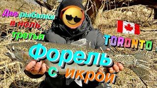 2 выезда в ноль, 3ий форель с икрой | Торонто | Канада | Steelhead fishing