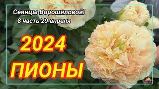 Цветение сеянцев пионов Ворошиловой А.Б. в 2024 году. Часть 8 / Сад Ворошиловой