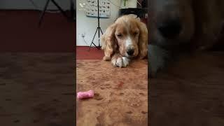 3 mnth cocker spaniel #alpha#shorts #petlovers