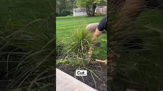 #diy #fall #cleanup #satisfying #lawncare #plants #lifehacks #oddlysatisfying #landscape #shear