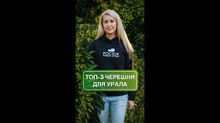 Топ-3 морозостойких черешни | сад и огород | питомник растений