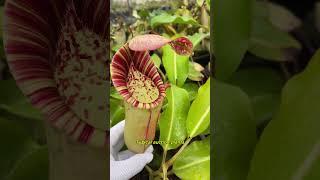 [Auction Item Short] BE-4508 | N. veitchii x lowii - from cuttings #nepenthes