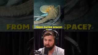 Are Octopuses ALIEN Creatures? - Joe Rogan