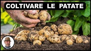 COLTIVARE LE PATATE, o SEMINARE le patate, dalla semina alla raccolta, grow potato, cultivar patatas