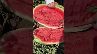 Harvesting watermelons#agriculture#shorts