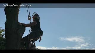 Tree cutting and climbing - just a small job