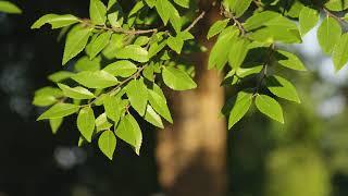 Ulmus parvifolia -  Chinese Elm, Lacebark Elm