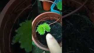 Often process that takes place in almost all strawberry plants #shorts #strawberry