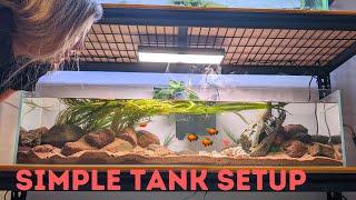 Simple Aquarium Setup for Mollies!