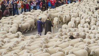 Trailing of the Sheep: Small Town, Big Story | Ketchum, Idaho