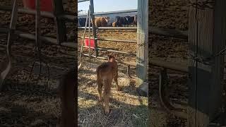 Chasing a Baby Heifer Back Into the Pen