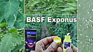 Leafminer Vs Exponus  vs Whitefly | Basf Exponus Review|  Contact Inscticide | Praveen Thakur