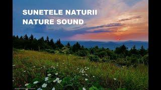 SUNETELE NATURII / NATURE SOUND