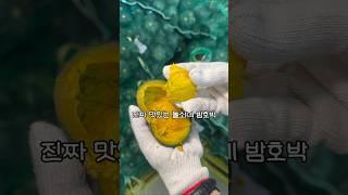 돌쇠네 밤호박 지금 당장 드셔야 해요! #밤호박 #돌쇠네농산물