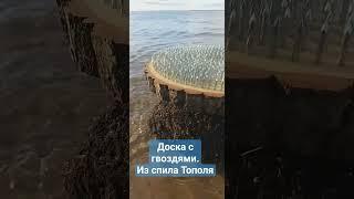 Доска из спила Тополя. Доска Садху с оцинкованными гвоздями.