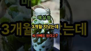 “매실청 씨, 꼭 안 빼도 되는 경우 3가지! 모르고 버리지 마세요”