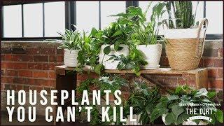 Houseplants You Can't Kill | The Dirt | Better Homes & Gardens