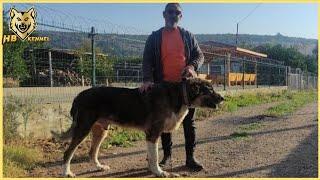 Volkodav Turk Kennel In Adana | 10 days Trip in Turkey