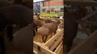 Гиссарские овцы #овцы