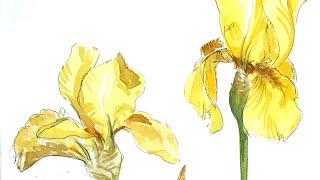 Sketching a yellow iris