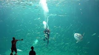 Nordsøen Oceanarium  Nordsee Ozeanarium Hirtshals Dänemark 08.08.2018