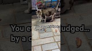 This Cat Owns the Streets of Istanbul  #TravelCat #IstanbulVibes