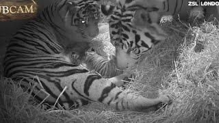 Watch Mom and Dad Bond With Newly Born Rare Sumatran Tiger Twins