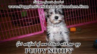 SCHNOODLE PUPPIES FOR SALE, GEORGIA LOCAL BREEDERS, GWINNETT COUNTY, GA