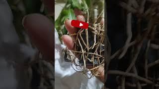 #unboxing #Orchidsshopping #onlineplant #Rochfernseller #shortvideo