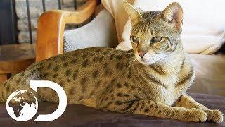 The Savannah: The Largest Domestic Cats in the World | Cats 101