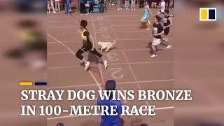 Stray dog ‘Little White’ joins 100-metre race, and wins the bronze