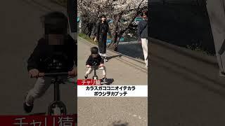 Mother-in-law over Sakura