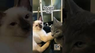 러시안블루와 샴고양이의 러브스토리 두번째 이야기 #고양이브이로그 #catvlog #catshorts #shorts