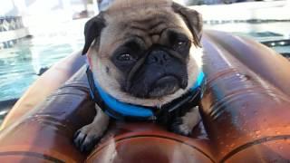 Josey the Miniature Pug relaxing on her float