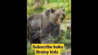 Wild Animals name and sounds| For complete video Subscribe kuku Brainy kidz