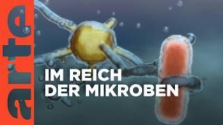 Mikroben - Die wahren Herrscher der Erde | Doku HD | ARTE