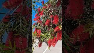 Ершик #cyprustree #cyprus #northcyprus #природа #экзотическиерастения #exotictree