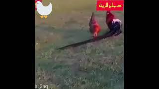 سبحان الله أجمل ديك عنده ذيل طويل #ديك_عنده_ذيل_طويل