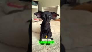 The Sleek, Talkative, and Totally Unique Oriental Cat!  #youtubeshorts