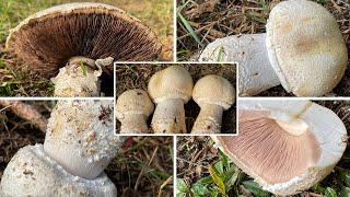 Pilzportrait - Großsporiger Champignon, Riesenchampignon, Großer Anisegerling | Agaricus urinascens