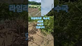 라임라이트 6년생 있습니다 #라임라이트 #나무 #garden #나무심기 #수국 #나무수국