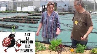 Chain of Gardening and vegetable garden: Follow-up of the ferry of permaculture.agroécologie