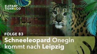 Schneeleopard Onegin zieht in den Zoo Leipzig (Folge 83) | Elefant, Tiger & Co. | MDR